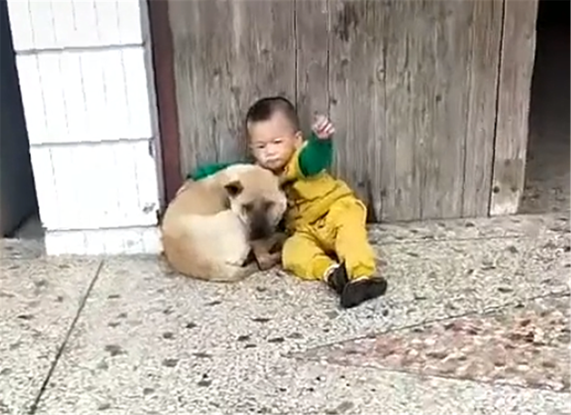 田園犬接小主人放學，一見校車就撒歡兒，狗：你咋才回來