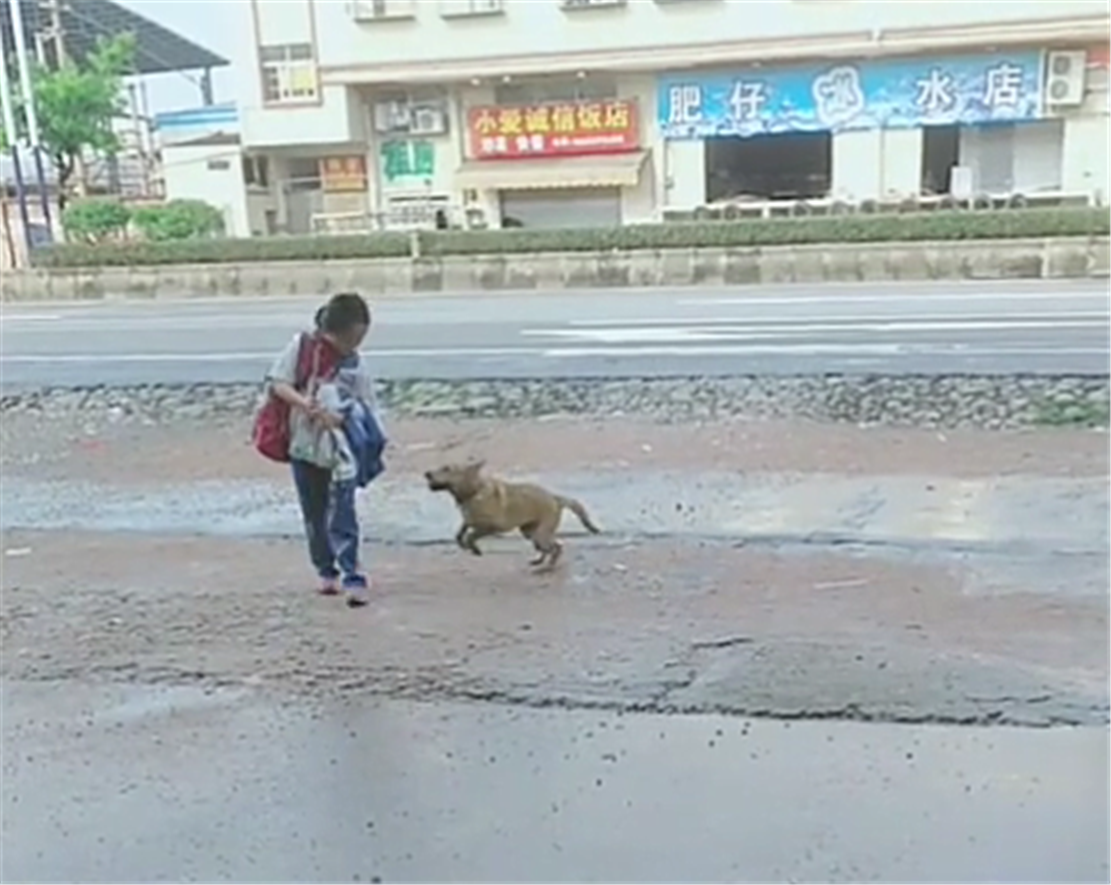 田園犬接小主人放學，一見校車就撒歡兒，狗：你咋才回來